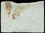 Bargain, Pair of Cretaceous Fossil Fish - Lebanon #70022-1